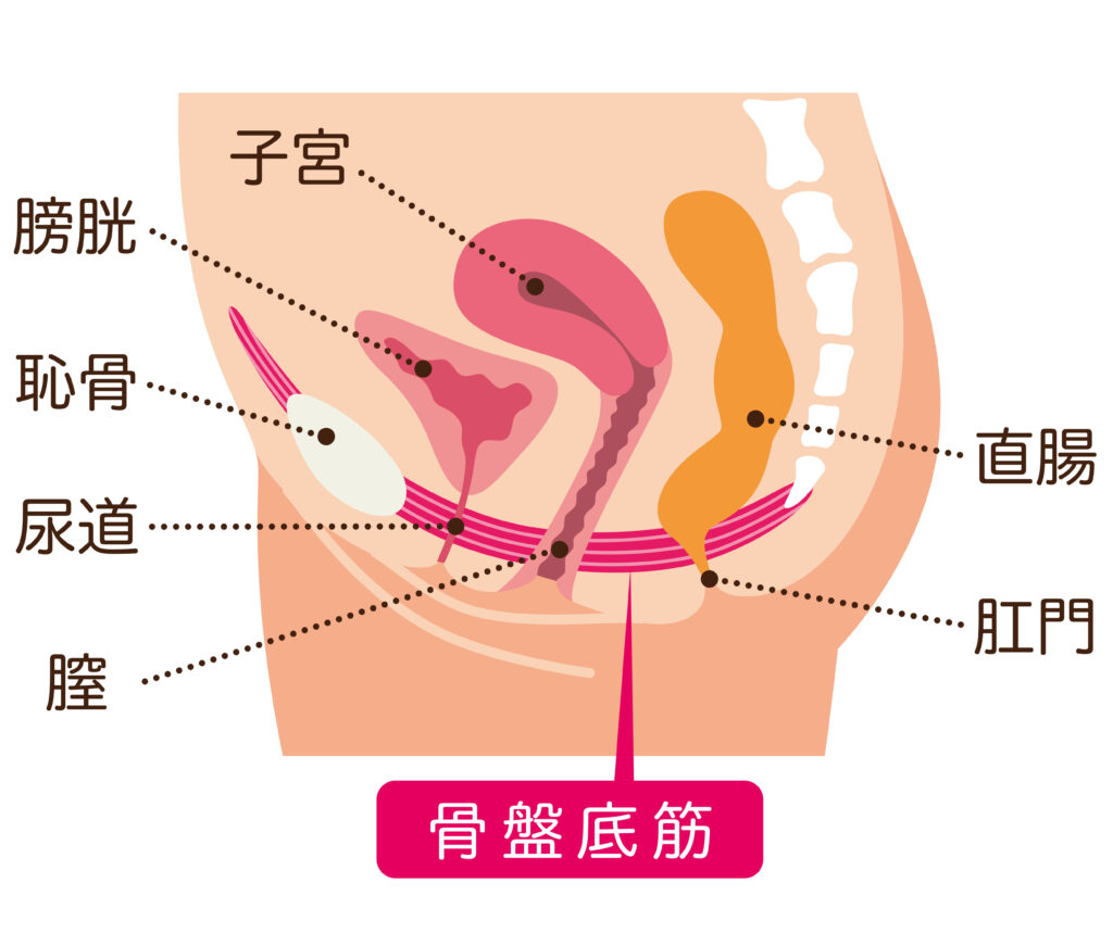 膣の構造